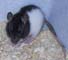 Un rat noir et blanc
