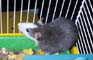 Un rat gris  tte blanche