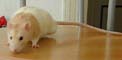Un rat beige et blanc