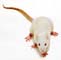 Un rat albinos
